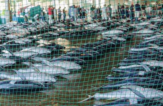 魚を専門的に取り扱っている京都の卸業者はリピーター様からも好評です