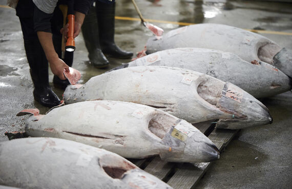 魚を専門的に取り扱う京都の卸業者はお取り寄せのご相談についても承ります