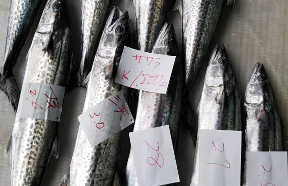 京都舞鶴港の魚！本日のおすすめ京サワラ！刺身、焼物、西京漬けに！